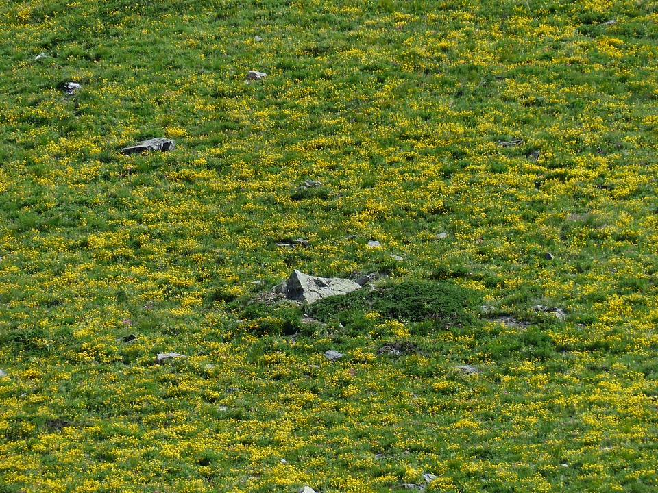 Green sea of flowers lonely