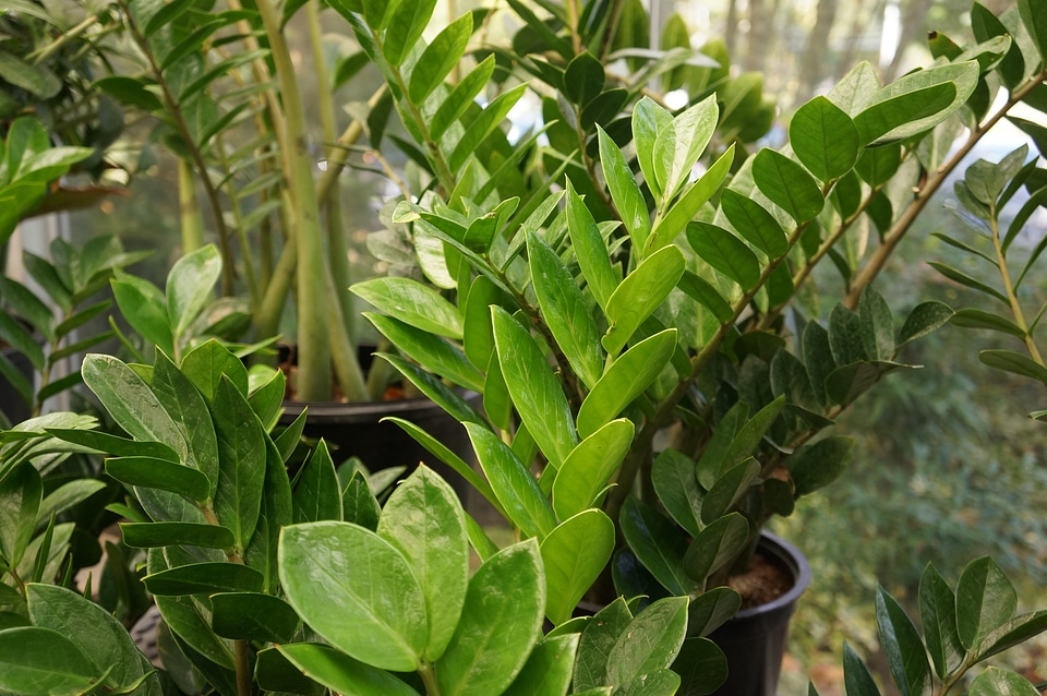 zamioculcas zamiifolia plant