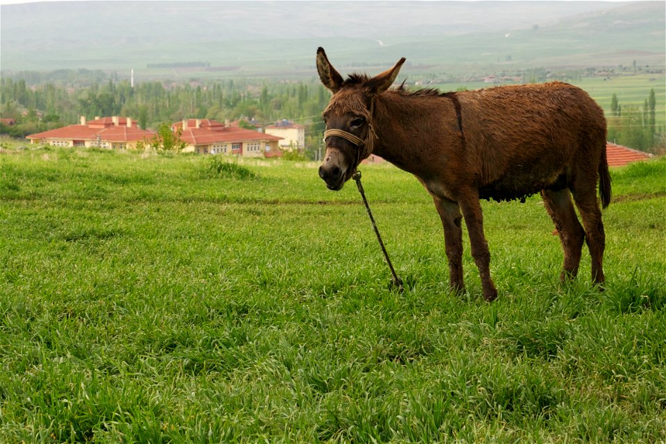 Donkey in the village of Bogazkale