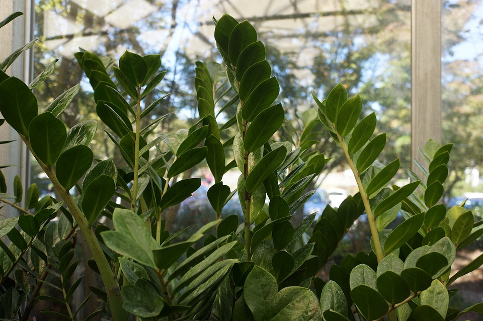 zamioculcas zamiifolia plant