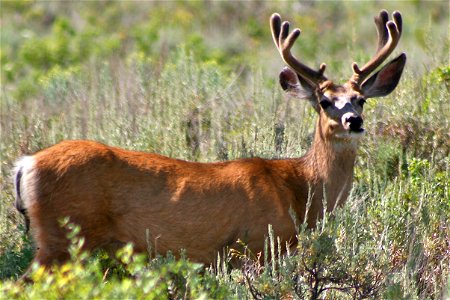 Mule Deer