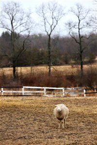 Sawkill Farm Sheep
