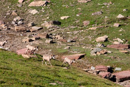 Bighorn Sheep