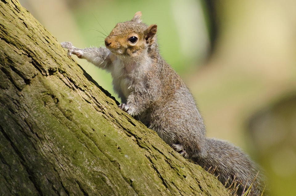 Eastern Gray Squirrel