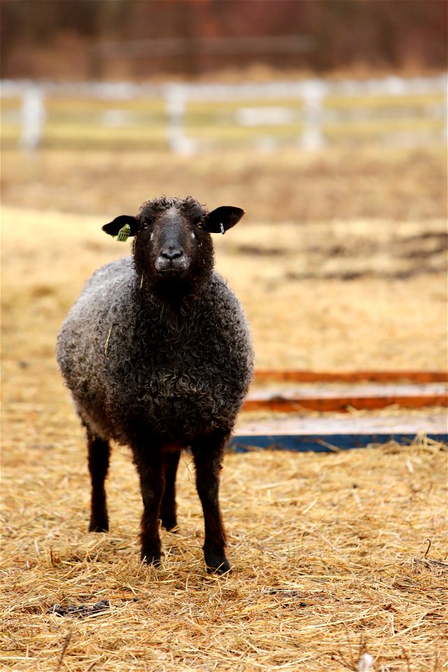Sawkill Farm Sheep