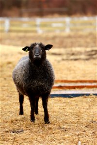 Sawkill Farm Sheep