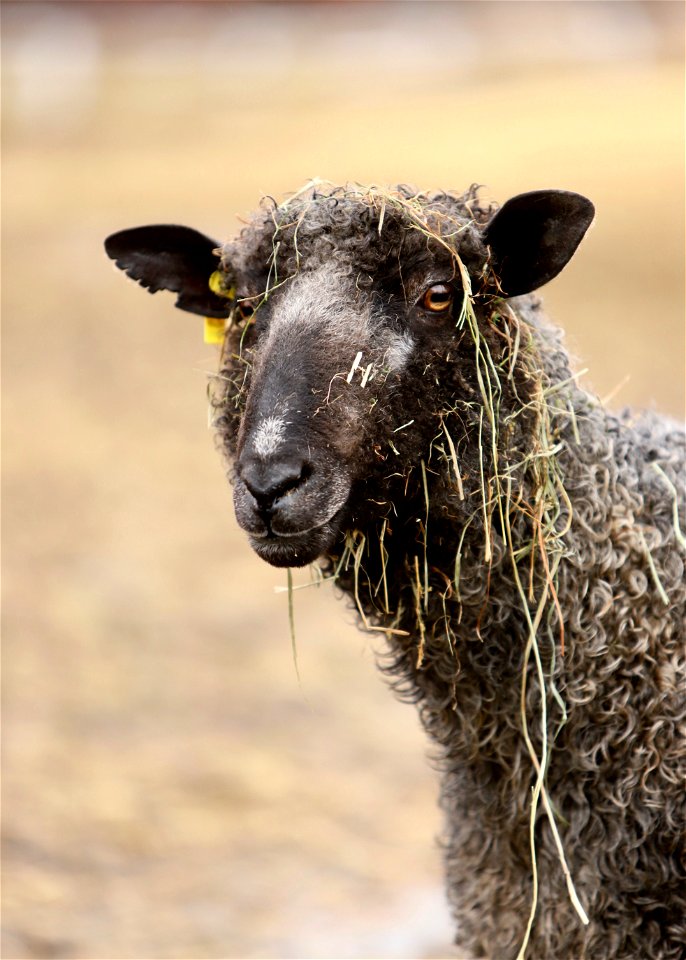 Sawkill Farm Sheep
