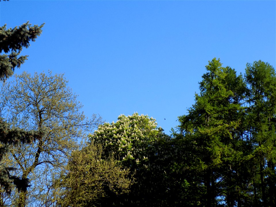 Hryshko National Botanical Garden