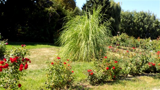 Hryshko National Botanical Garden