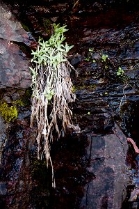 Plants and Rocks