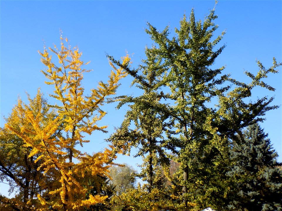 Hryshko National Botanical Garden