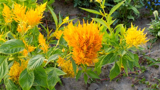 Hryshko National Botanical Garden