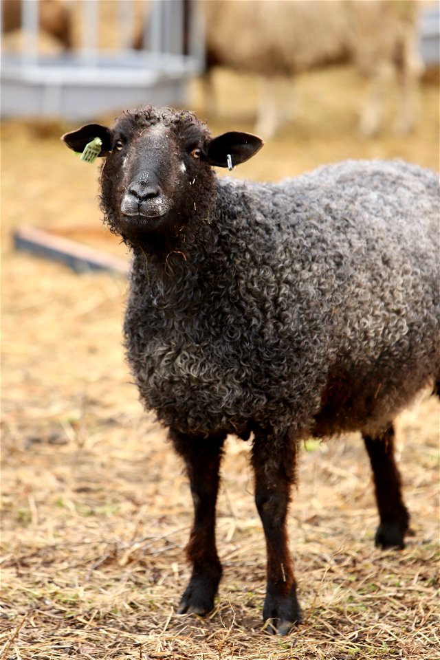 Sawkill Farm Sheep