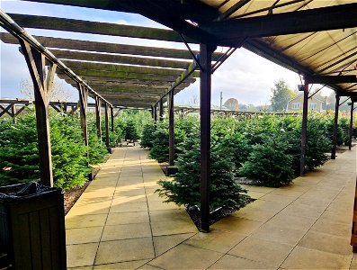 Christmas Trees, Wolden's Garden Centre, Crew's Hill