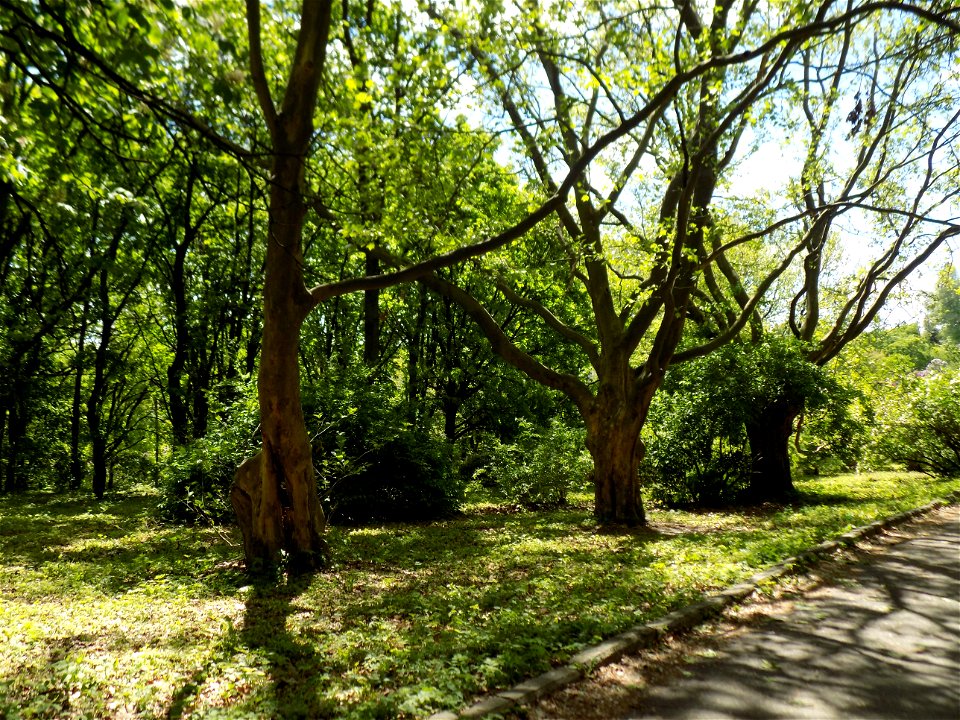 Hryshko National Botanical Garden