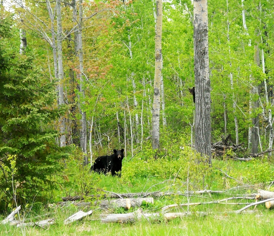 Mother Bear and Cub
