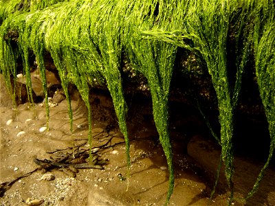 Algae! - Hilbre Island photo