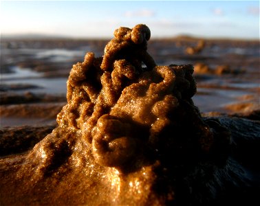 Sand Worms