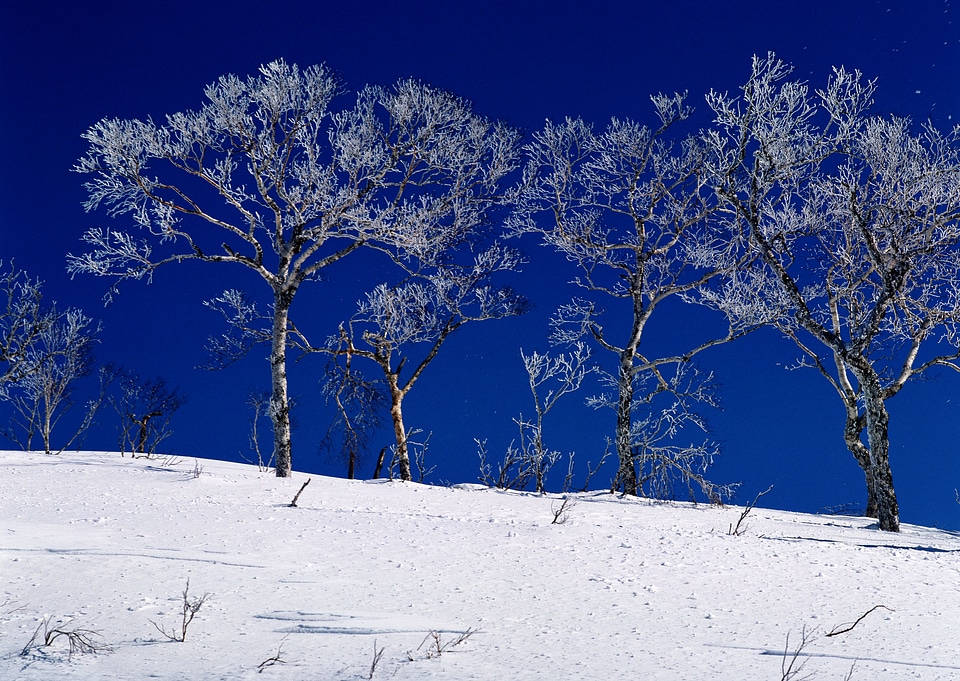 Tree Covered With Snow