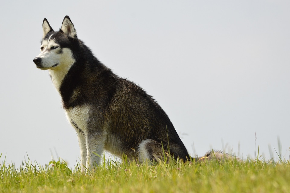 Portret of a Husky with blue eyes. Space for text.