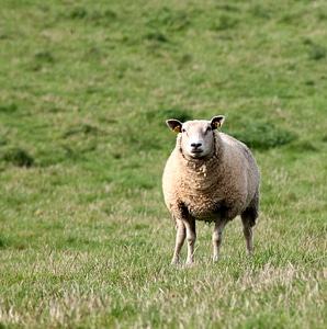 Sheep's face showing an ear that has been damaged by practices photo