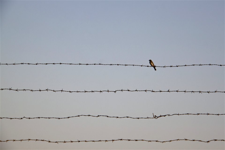 bird-4879959