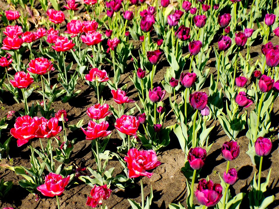 Hryshko National Botanical Garden