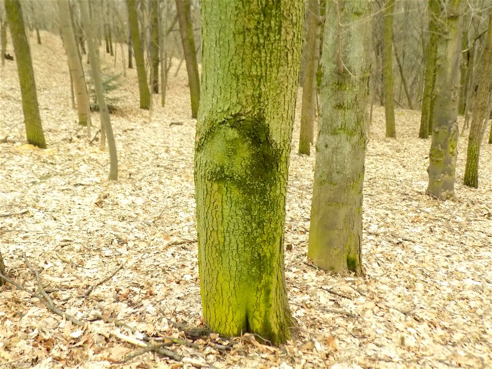 Hryshko National Botanical Garden