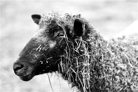 Sawkill Farm Sheep