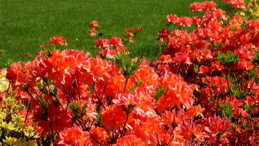 Hryshko National Botanical Garden