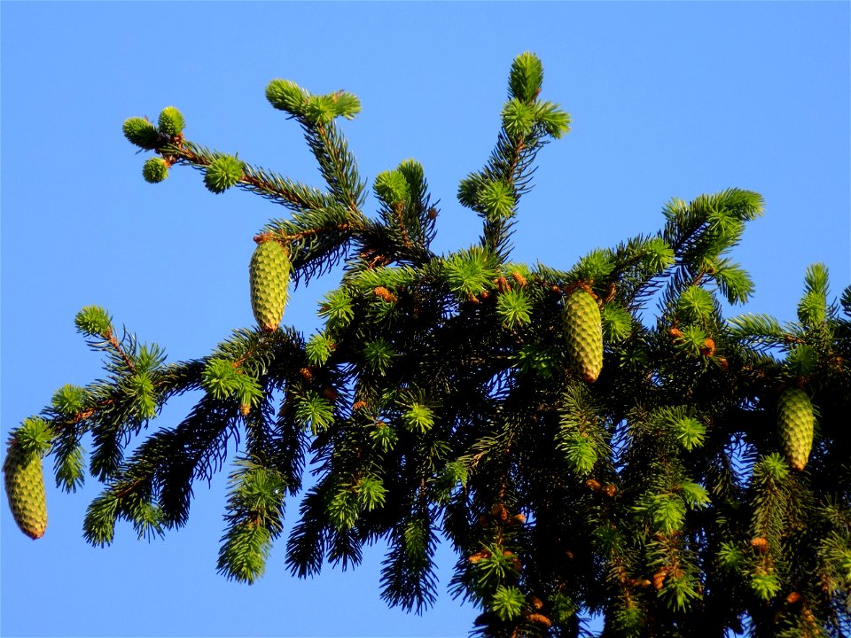Hryshko National Botanical Garden