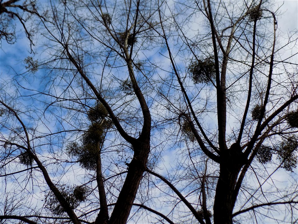 Hryshko National Botanical Garden
