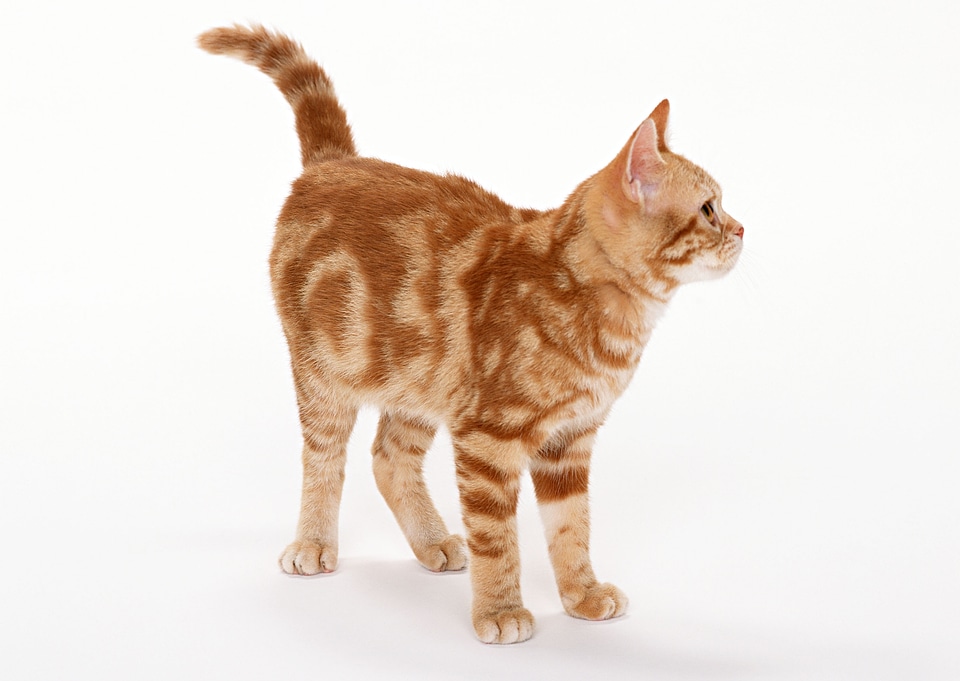 Red little cat on the isolated background