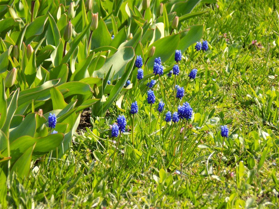 Hryshko National Botanical Garden