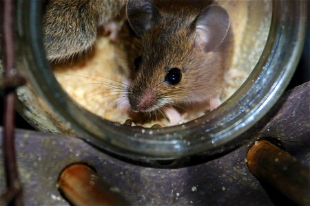 Mice on Peanut Butter
