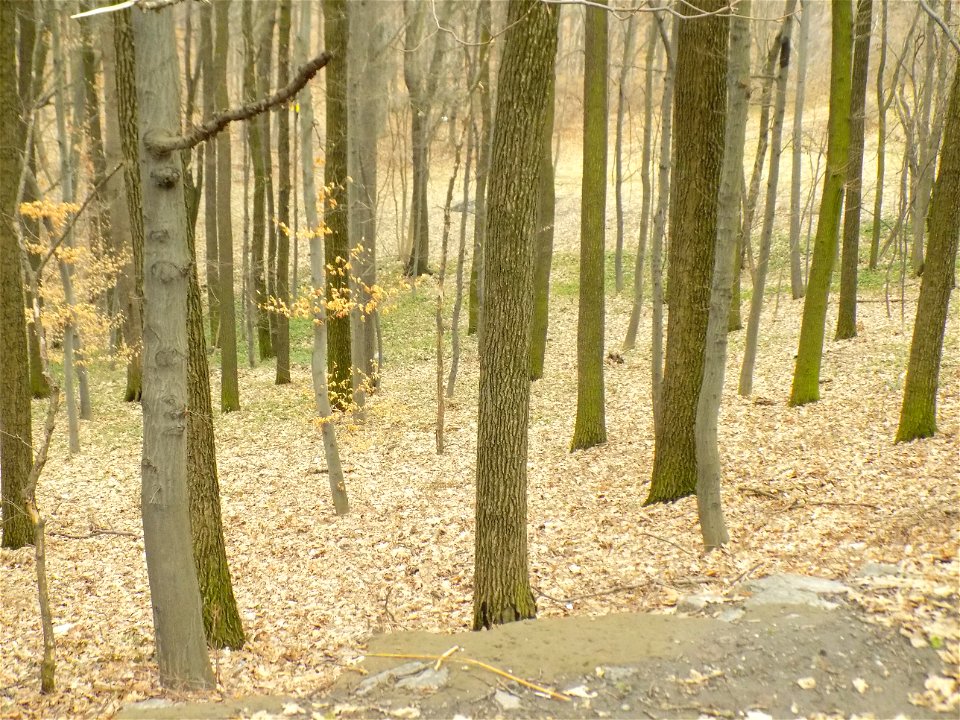 Hryshko National Botanical Garden