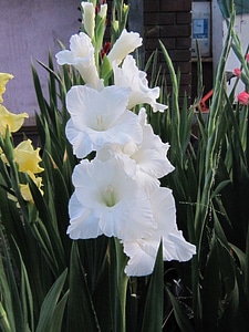 flower_gladioli_white_1