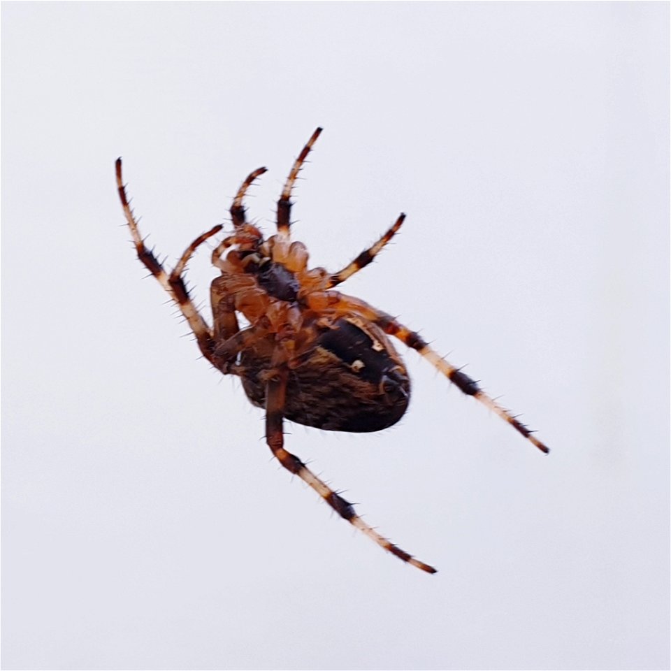 Waiting for breakfast (underside)