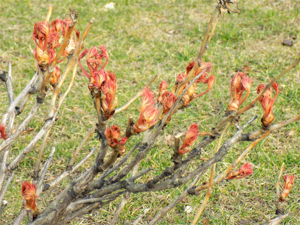 Hryshko National Botanical Garden