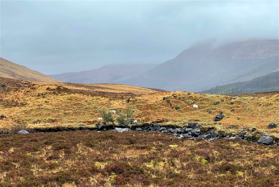 Scottish Highland