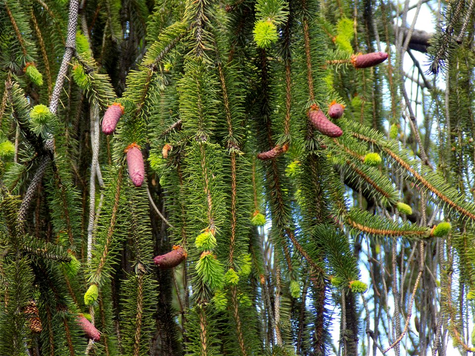 Hryshko National Botanical Garden