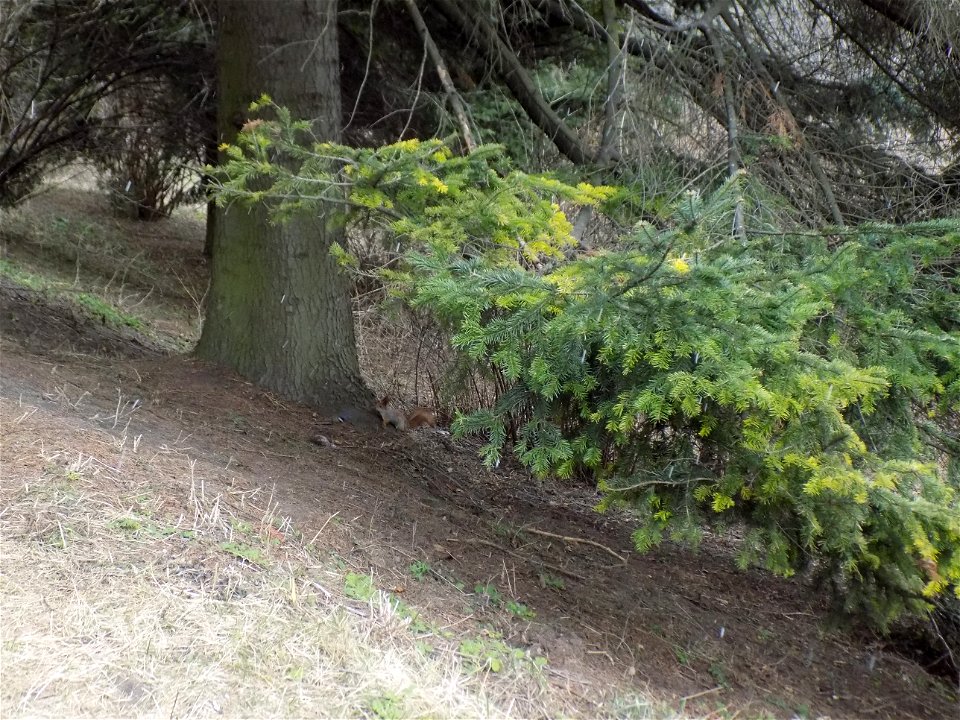 Hryshko National Botanical Garden