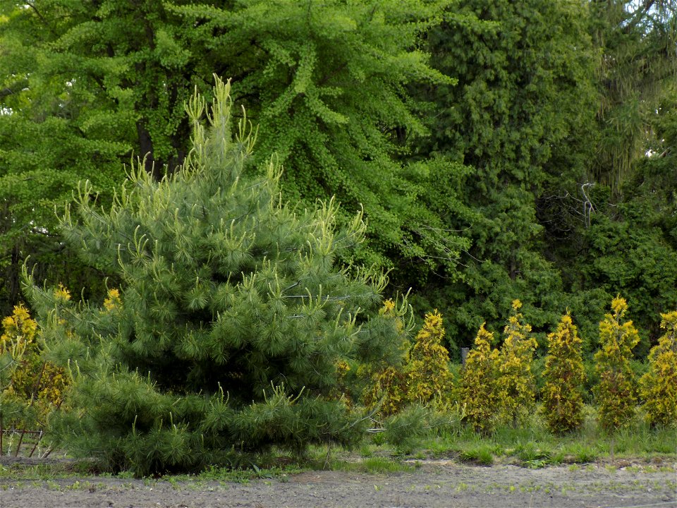 Hryshko National Botanical Garden
