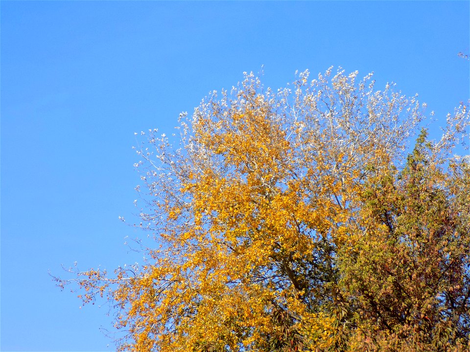 Hryshko National Botanical Garden