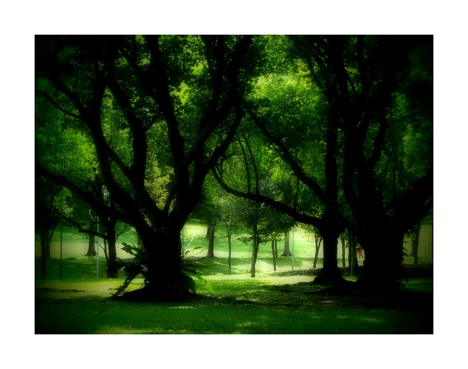 Trees in the park