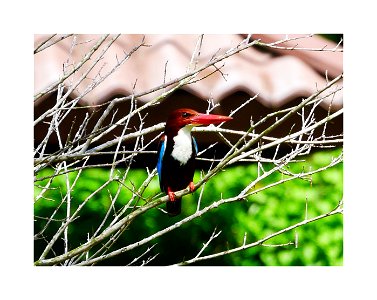 Kingfisher photo