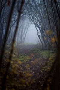 Fog & Trees