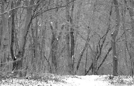 Winter & Trees photo