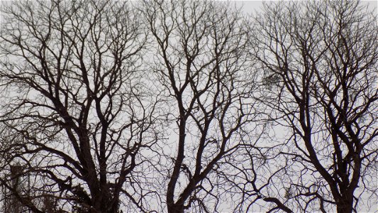 Hryshko National Botanical Garden
