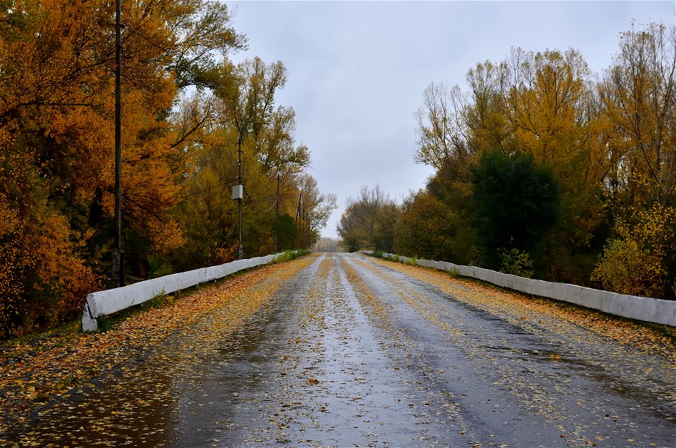 forest on a rainy autumn day photo